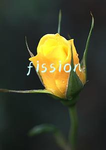 fission