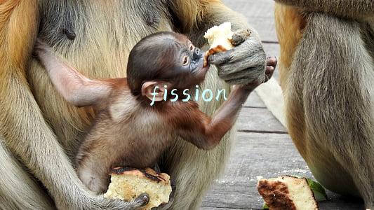 fission