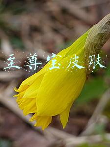 至尊宝皮肤