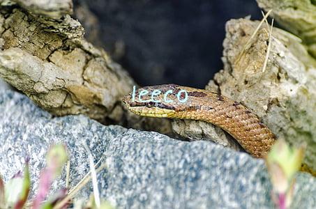 leeco