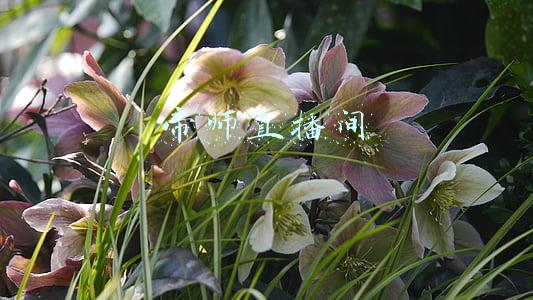 帝师直播间