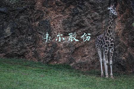 韦尔股份官网(韦尔股份：2022年一季度净利润8.96亿元 同比下降13.90%)