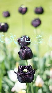 寒武纪芯片