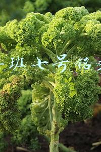 鲁班七号铭文