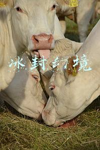 冰封幻境