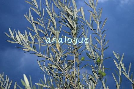 analogue