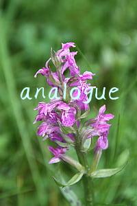 analogue