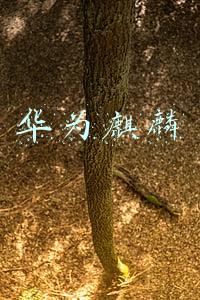 华为麒麟
