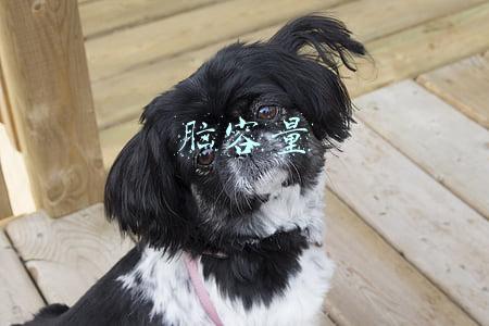 脑容量