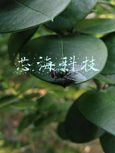 芯海科技
