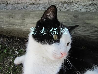 驾考保险