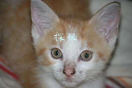 探视和探望的区别(爸爸，请支付抚养费，我要改随妈妈的姓)
