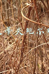 史蒂夫鲍尔默