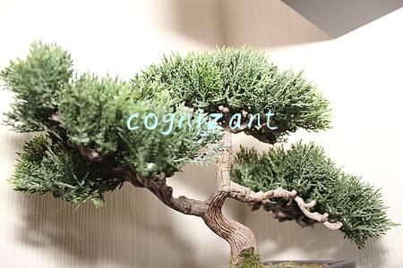 cognizant