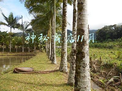 神秘商店11月