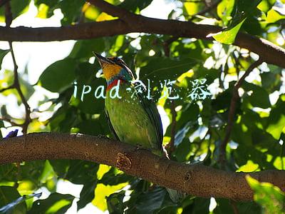 ipad浏览器