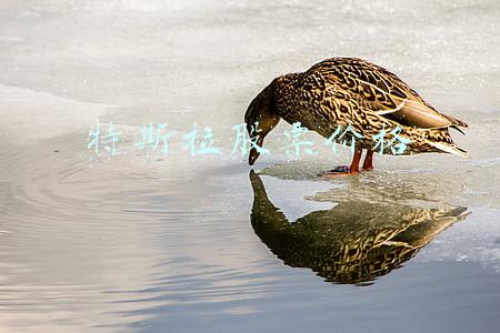 特斯拉股票价格