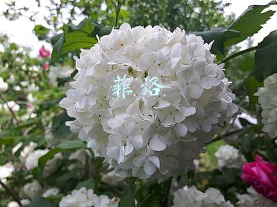 菲洛