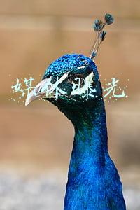 媒体曝光