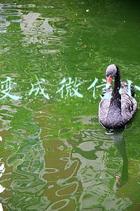 秒拍变成微信小视频