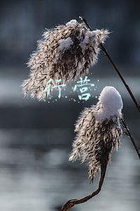 行营