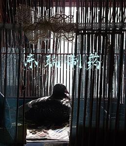 东瑞制药