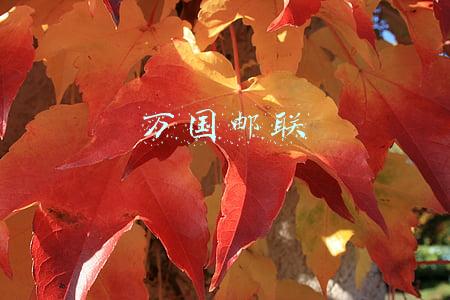 万国邮联和ems的关系(万国邮联有什么职能？)