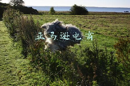 亚马逊电商