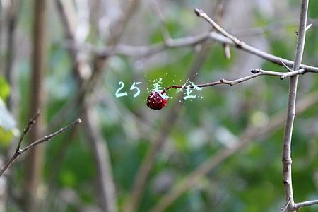 25美金