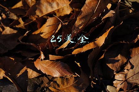 25美金