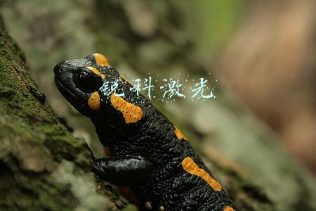 锐科激光股票(锐科激光(300747.SZ)拟授出288万股限制性股票 授予价格为每股49.54元)
