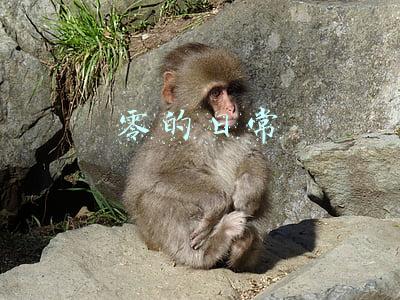 零的日常动画什么时候放(2022年4月新番目录)