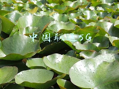 中国联通5G