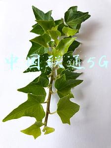 中国联通5G