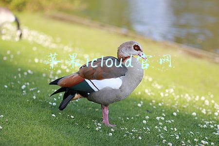 苹果icloud官网