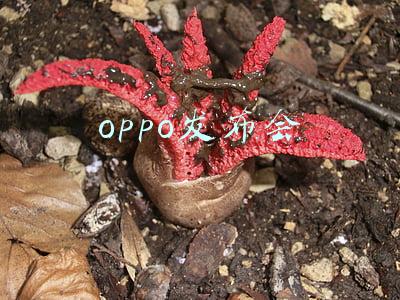 oppo发布会