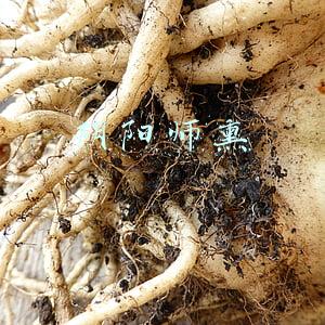 阴阳师熏