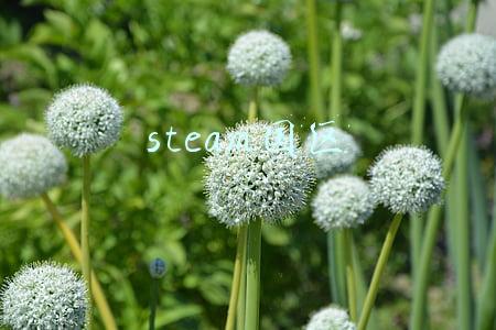 steam国区