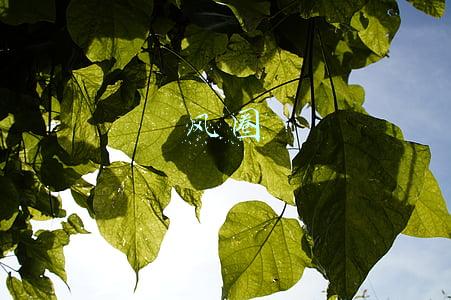 风圈