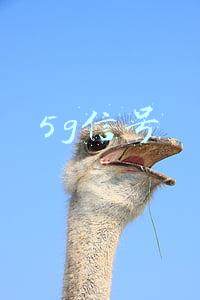 5g信号