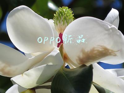 oppo新品