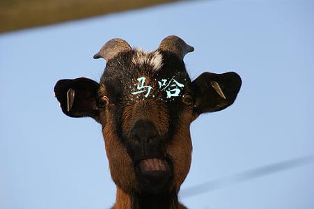 马哈