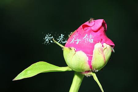 紫光存储