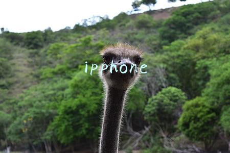 ipphone