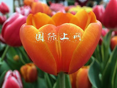 国际上网