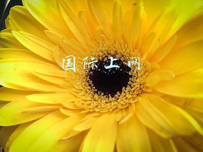 国际上网