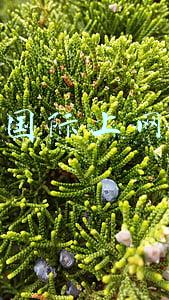 国际上网