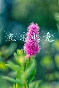 虎牙直播在线观看(虎牙直播全程蓝光8M画质直播S8，打造出游戏直播观看最佳直播平台)