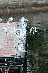 奥特维科股票(牛股王：弱势行情下 重点关注3股)