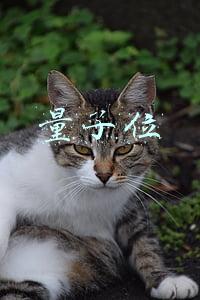 量子位